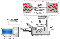 Microfluidic set-up for haemocompatibility studies of red blood cells (RBCs) in contact with magnetic nanoparticles (MNPs)