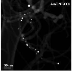 HAADF image of Au nanoparticles (as bright spots) on CNTs prepared by the colloidal method