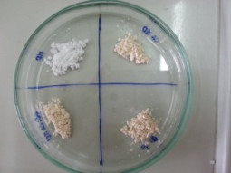 Spray-dried mushroom extracts using maltodextrin