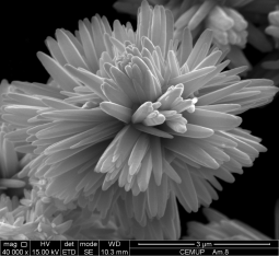 SEM image of flower-like ZnO