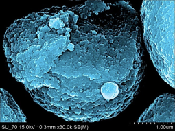 SEM image of HAp nanoparticles