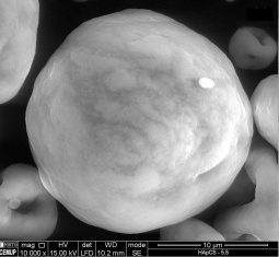 SEM image of Hap/CS spray-dried microparticles