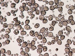 Liophilyzed alginate microspheres incorporting phenolic extracts of Rubus ulmifolius Schott flowers
