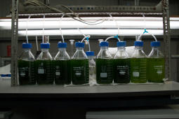 Microalgae bioreactor
