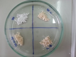 Spray-dried mushroom extracts using maltodextrin