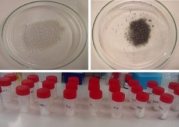 Microspheres containing mushroom extracts (P and A) (top) and samples of the O/W base cream with incorporated microspheres at different storge times