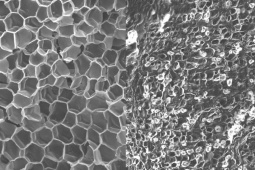 SEM analysis of cork cells without (left) and with (right) oil